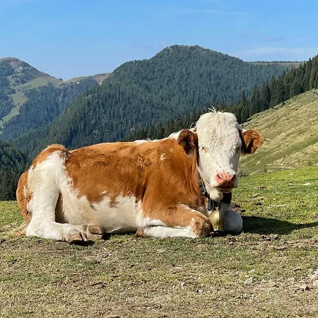 Lägenhet Gailtal Naehe Skigebiet Wertschach